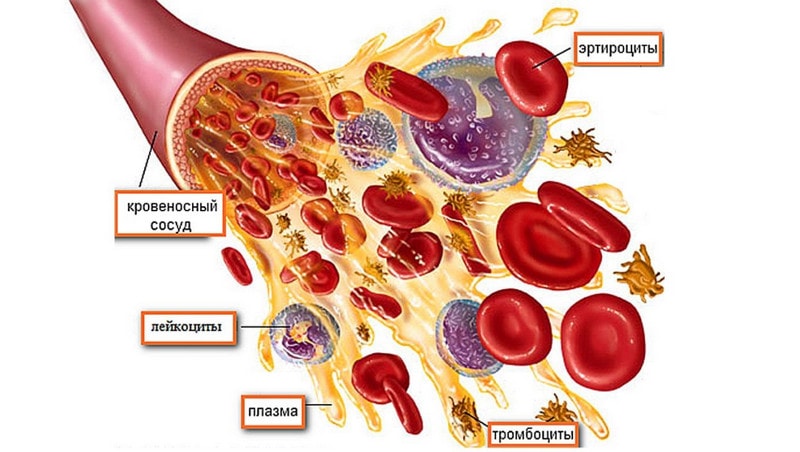 Функции и состав крови
