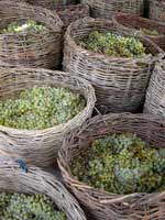 wine grapes sm - Народные традиции: Армения