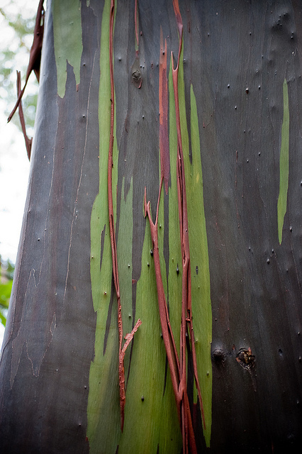 Радужный эвкалипт (Eucalyptus deglupta). Фото