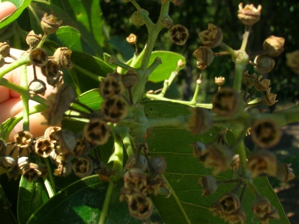 Созревшие плоды радужного эвкалипта. Фото