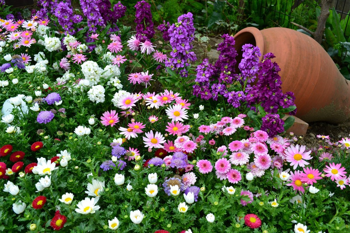 цветы в саду фото