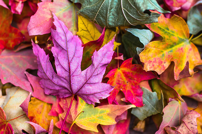 Beautiful autumn photography of colorful leaves on the ground