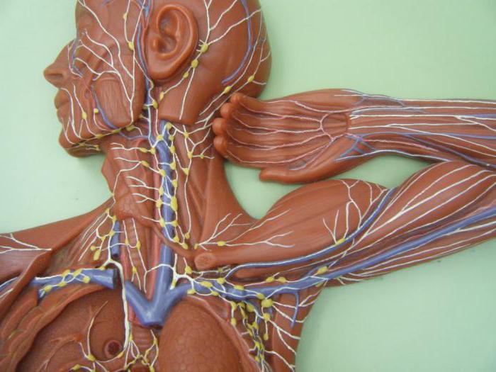 лимфатическая система человека анатомия
