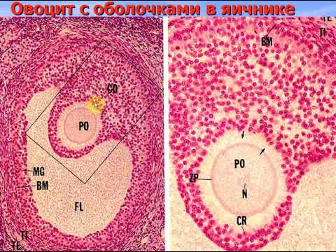 Эмбриология человека - 1.Развитие зародыша. Видео лекция С.М.Зиматкин (29)