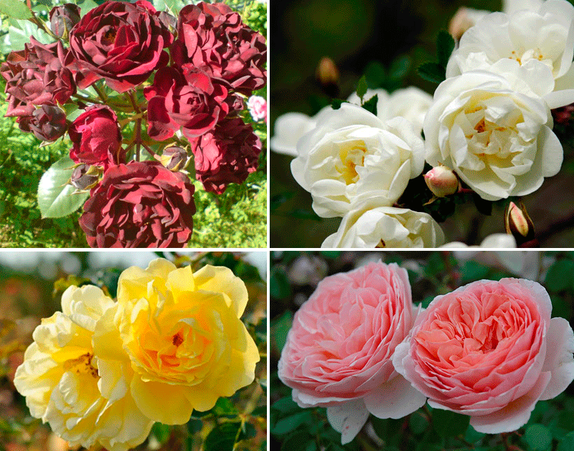 Разнообразие кустовых роз