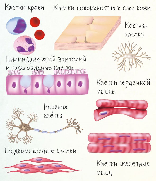 Клетки разных тканей тела человека