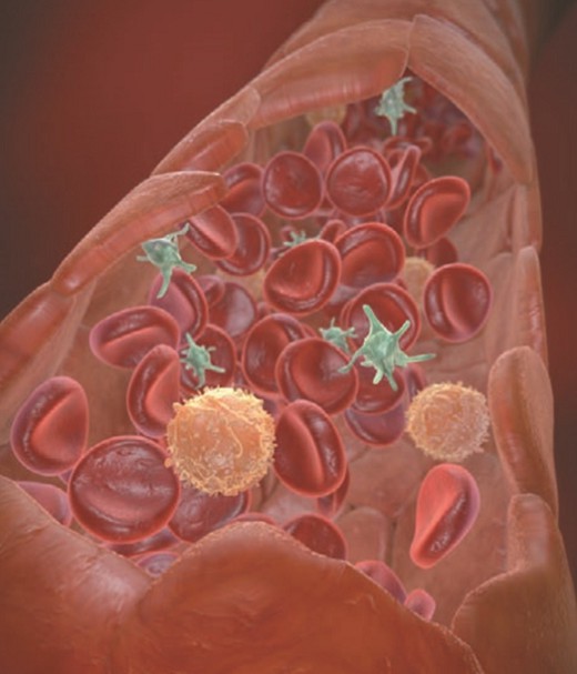Клетки крови в кровеносных сосудах