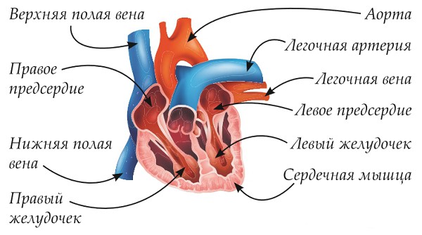 Строение человеческого сердца