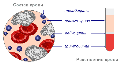 Основные составляющие крови