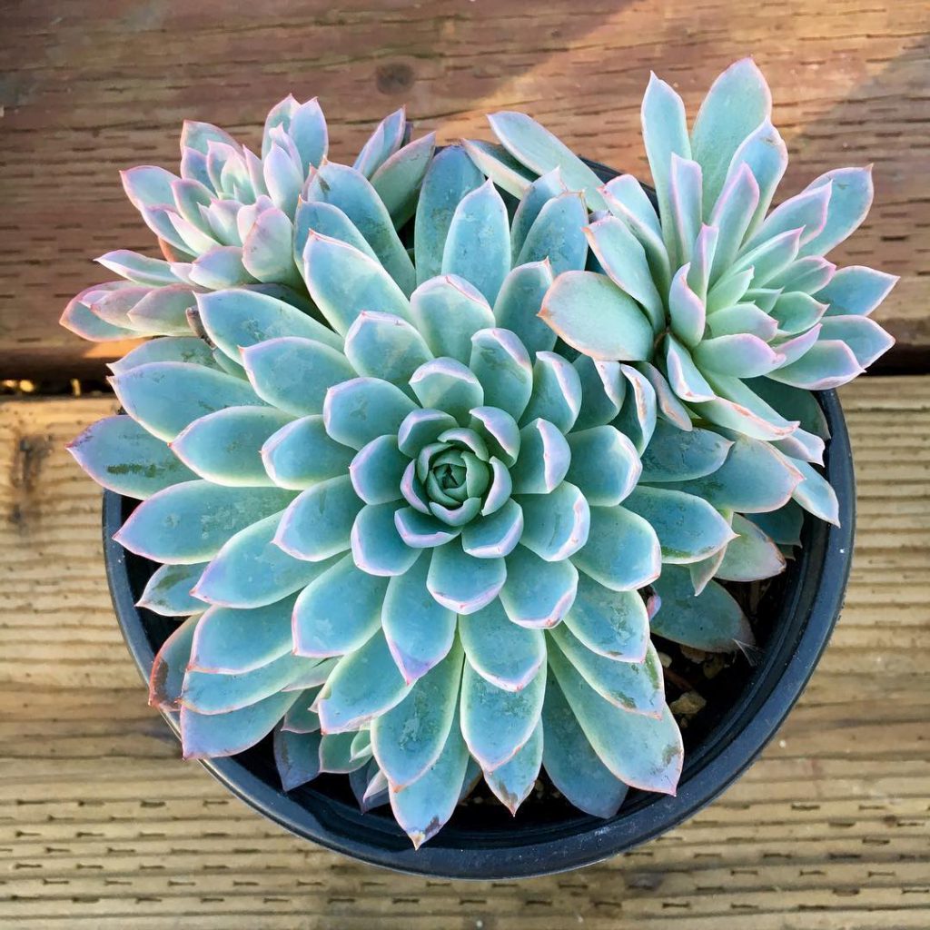 7 Succulent Bouquets You Wish You Knew About