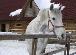 фотосессия с лошадьми зимой