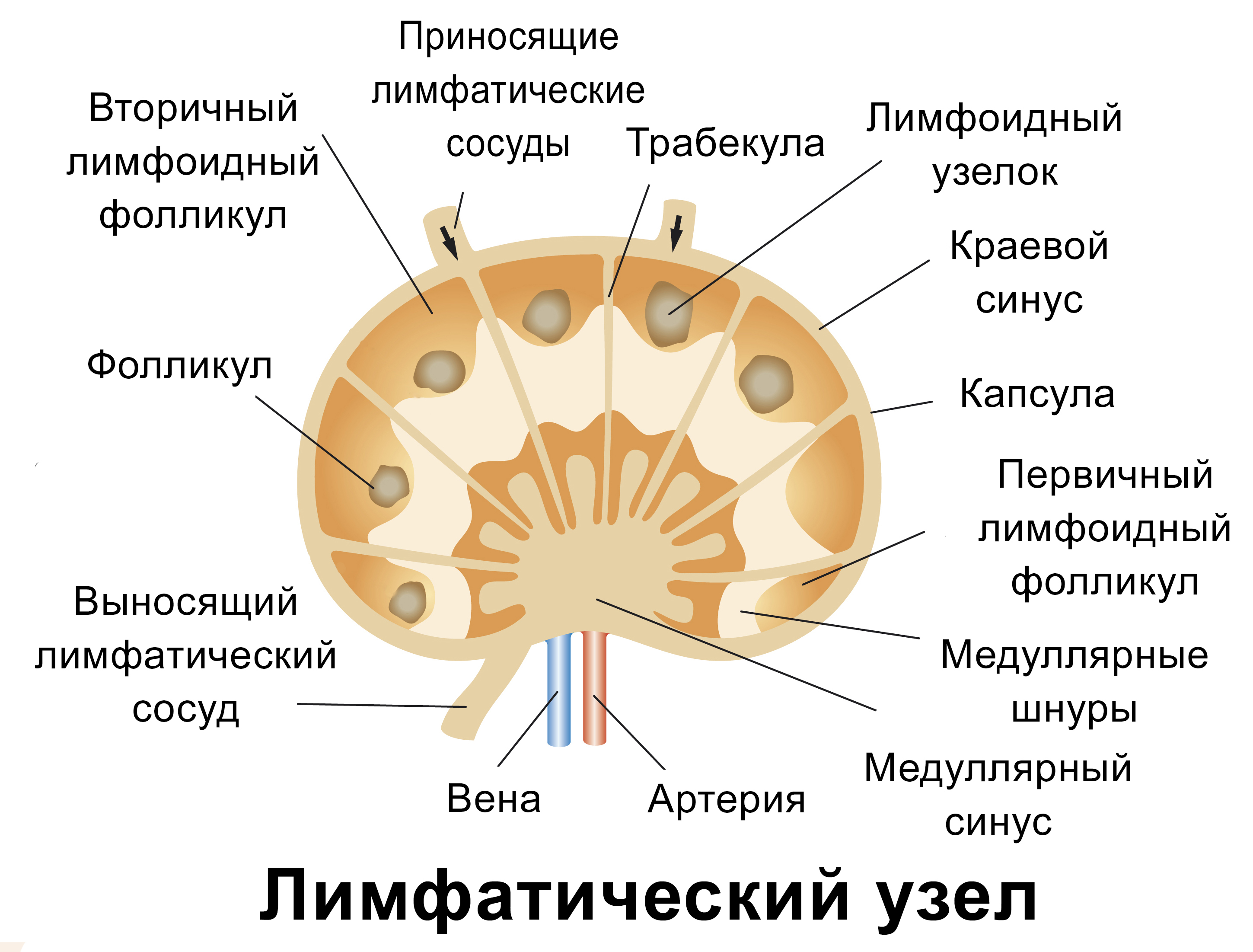 Лимфотический узел