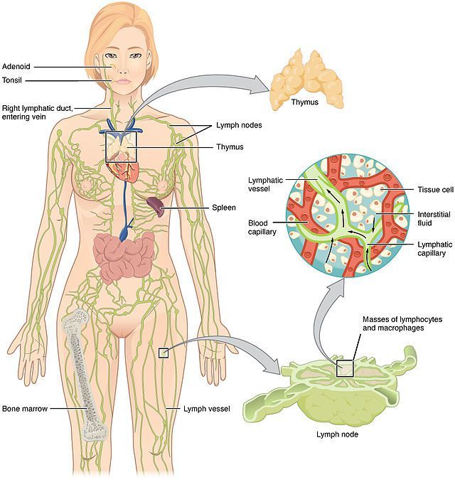 Лимфатическая система человека и её значение. Как почистить лимфу. Лекция Ольги Бутаковой