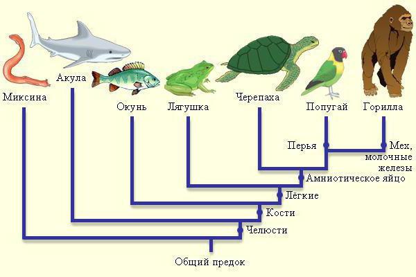 характеристика биологического прогресса и регресса 